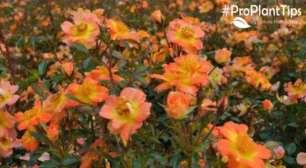 Top 5 Shrub Roses for Easy Landscape Color