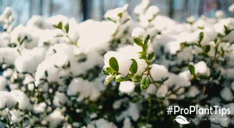 Snow: Natural Insulation, and its Free - Nature Hills Nursery