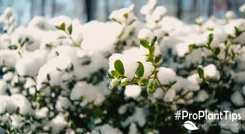 Snow: Natural Insulation, and its Free - Nature Hills Nursery