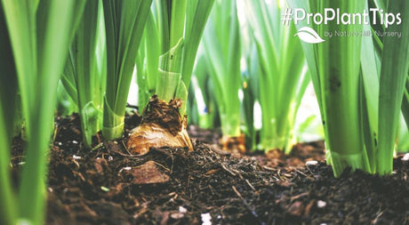 Soil Compaction - Prevention, Treatment & Working Around It - Nature Hills Nursery