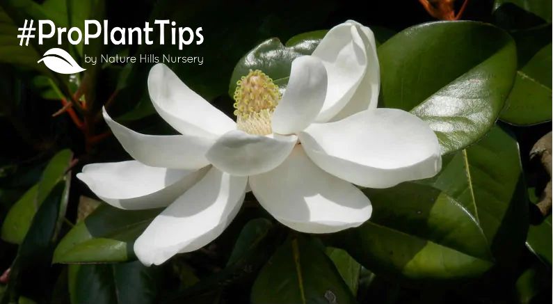 Southern Magnolia Trees Drop Leaves in Spring - Nature Hills Nursery