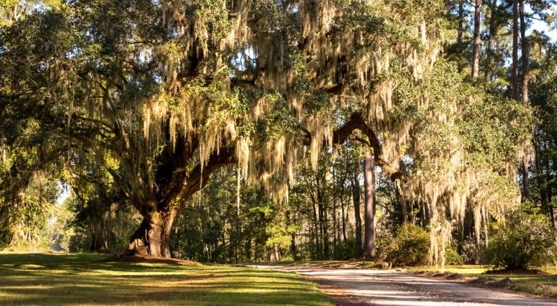 5 No-Brainer Native Plants For The South