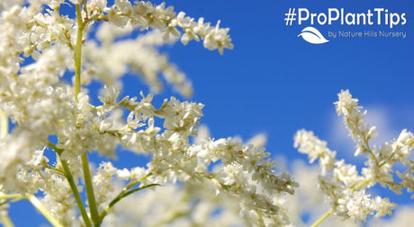 Spirea Care 101: How to Grow and Prune Spireas - Nature Hills Nursery