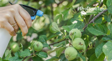 Spraying Fruit Trees - Nature Hills Nursery