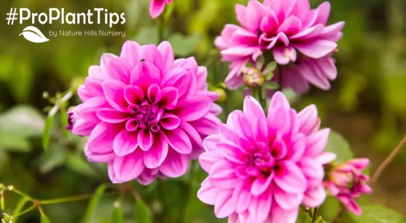 Spring Planted Bulbs – And Why You Need Some! - Nature Hills Nursery