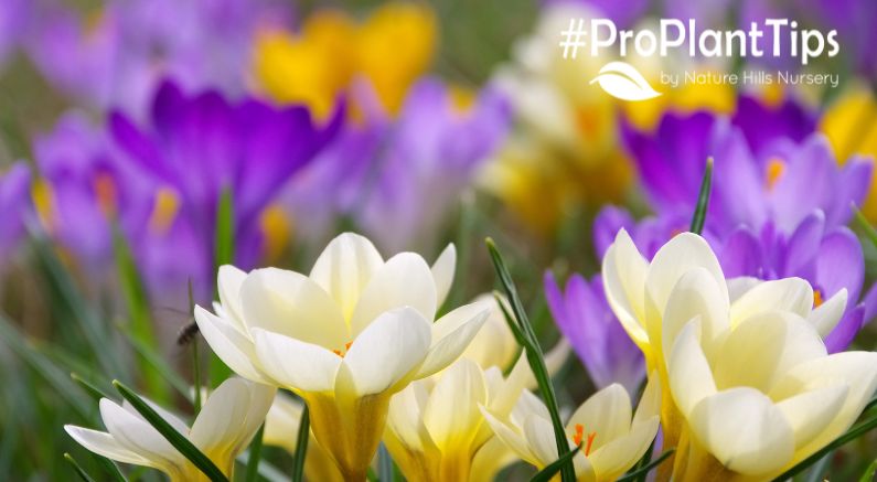 Springs Earliest Risers: Crocus, Squills, Snowdrops & More! - Nature Hills Nursery