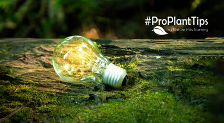 Stop The Spread! Celebrate Invasive Species Awareness Week - Nature Hills Nursery