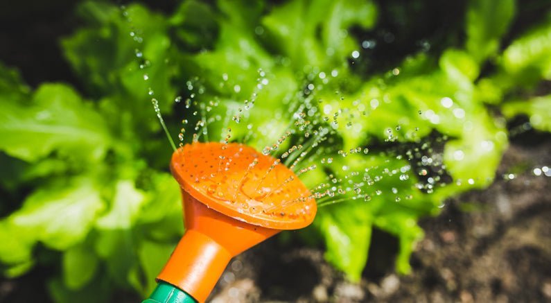 Success With Summer Planting! - Nature Hills Nursery