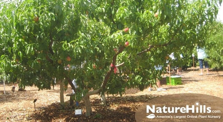 Summer Pruning Tips for 3 Fruit Trees Planted in 1 Hole, or High Density Planting - Nature Hills Nursery