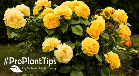 shop cheerful yellow roses at nature hills