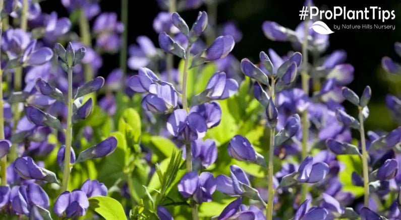 Tall Spires & Native Hardiness - False Indigo Baptisia! - Nature Hills Nursery