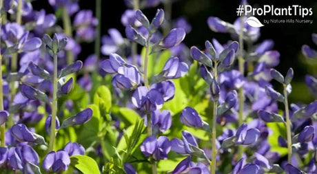 Tall Spires & Native Hardiness - False Indigo Baptisia! - Nature Hills Nursery