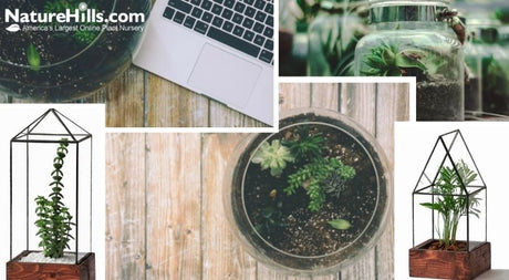 Terrariums For Plants & How To Build One! - Nature Hills Nursery