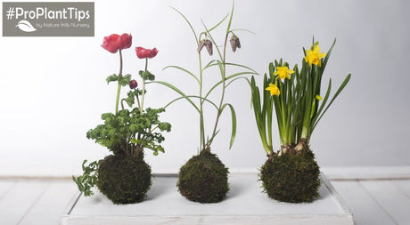 The Art & Beauty of Japanese Kokedama! - Nature Hills Nursery
