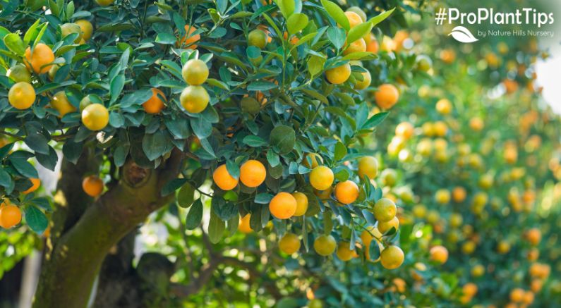 The Best Fruit Trees for Hot Climates! - Nature Hills Nursery