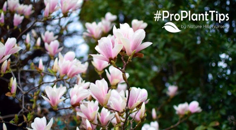 The Best Magnolia for Cold Climates - Nature Hills Nursery