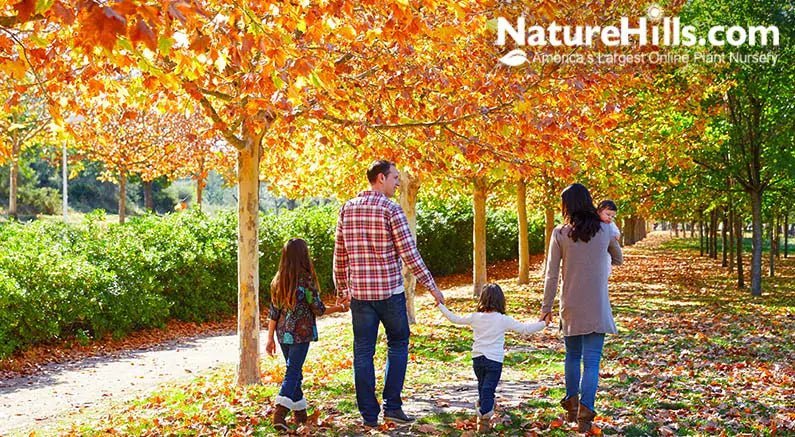 The Best of Fall Colored Foliage - Nature Hills Nursery