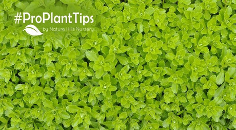 The Best Weed-Blocking Groundcovers! - Nature Hills Nursery