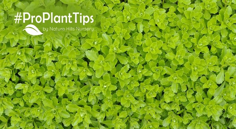 The Best Weed-Blocking Groundcovers! - Nature Hills Nursery