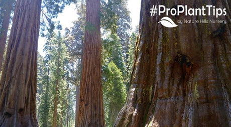 5 of the Biggest Trees You Can Plant at Home - Nature Hills Nursery