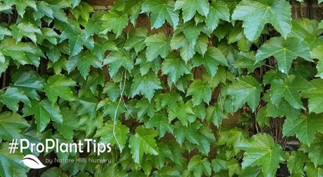 The Complete Guide For Taking Care of Boston Ivy - Nature Hills Nursery