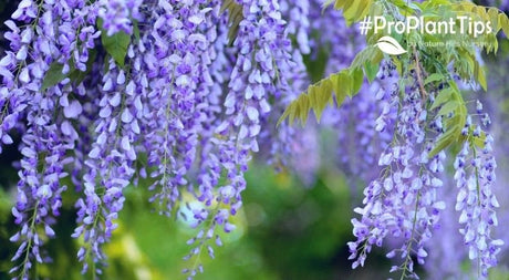 The Complete Guide For Wisteria Care - Nature Hills Nursery