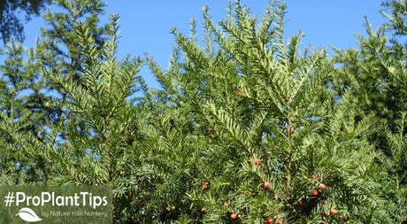 Everything You Need to Know About Yew Shrubs - Nature Hills Nursery