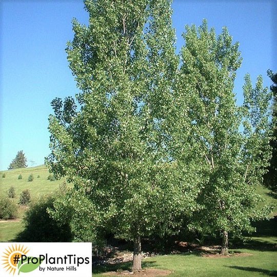 The Cottonless Cottonwood - Nature Hills Nursery