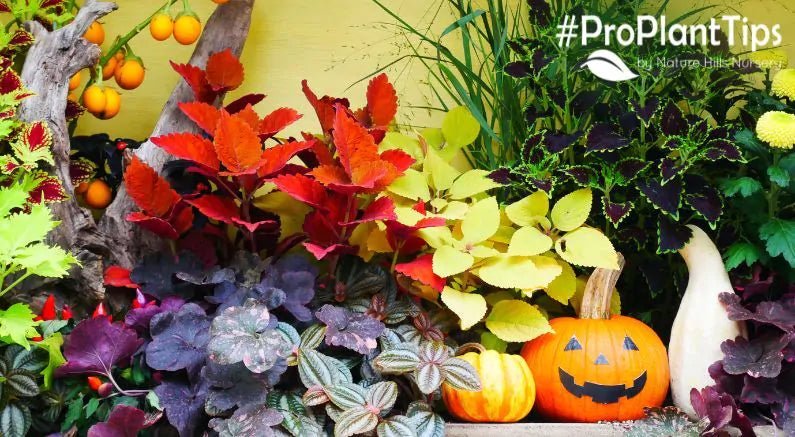 The Dark Foliage and Flower Garden! - Nature Hills Nursery