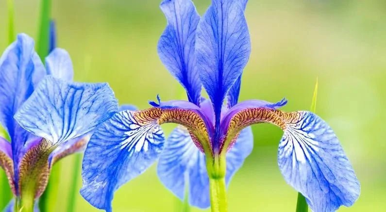 The Different Types Of Iris - Nature Hills Nursery