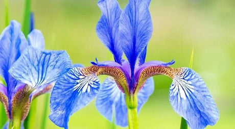 The Different Types Of Iris - Nature Hills Nursery