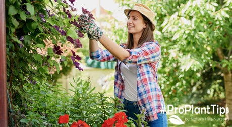 The Importance of Renewal Pruning - Nature Hills Nursery