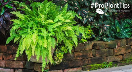 The Life Cycle of Ferns - Nature Hills Nursery