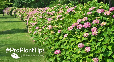 The Main Types Of Hydrangeas! - Nature Hills Nursery