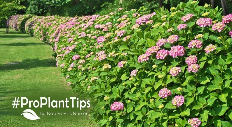 The Main Types Of Hydrangeas! - Nature Hills Nursery