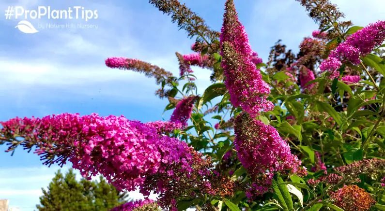 The Newest Butterfly Bushes on the Block - Bufferfly Candy®! - Nature Hills Nursery