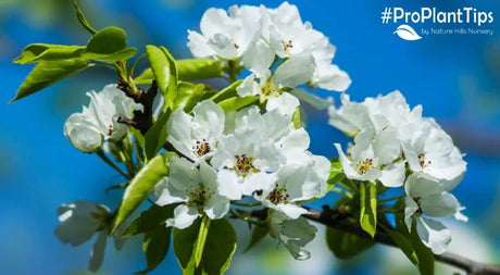 The Pros and Cons of Male, Female, and Sterile Trees - Nature Hills Nursery