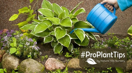 The Right Way To Water Your Plants - Nature Hills Nursery