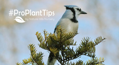 The Top 6 Trees For Wildlife - Nature Hills Nursery