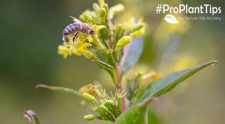 The Wonderful Dwarf Bush Honeysuckle (Diervilla) - Nature Hills Nursery