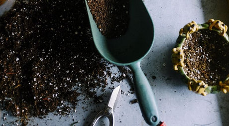 Tips and Tricks to Establish your New Plants in Spring and Fall - Nature Hills Nursery