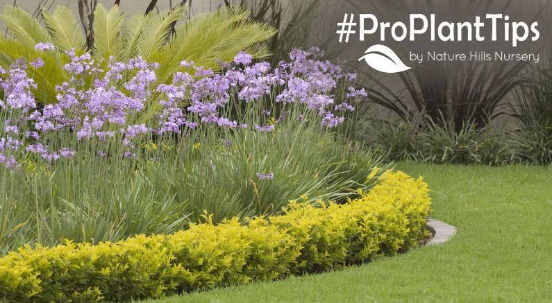 Facer Plants for that finishing touch in the garden!