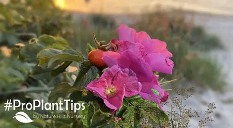 Top 10 Most Salt-Tolerant Plants - Nature Hills Nursery