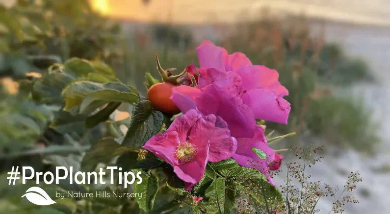 Top 10 Most Salt-Tolerant Plants - Nature Hills Nursery