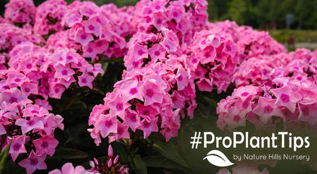 shop top tall garden phlox at nature hills