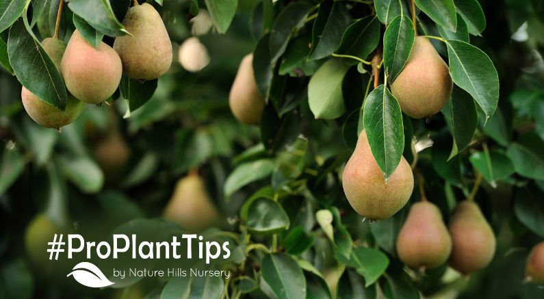 Top 10 Pear Trees at Nature Hills Nursery - Nature Hills Nursery