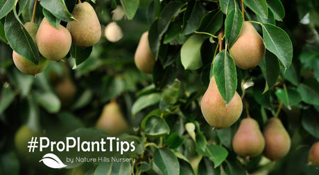 Top 10 Pear Trees at Nature Hills Nursery - Nature Hills Nursery