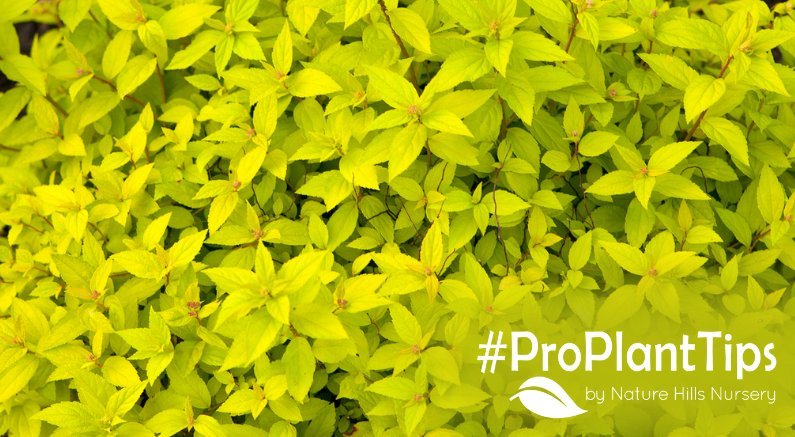 shop the best shrubs with chartreuse foliage