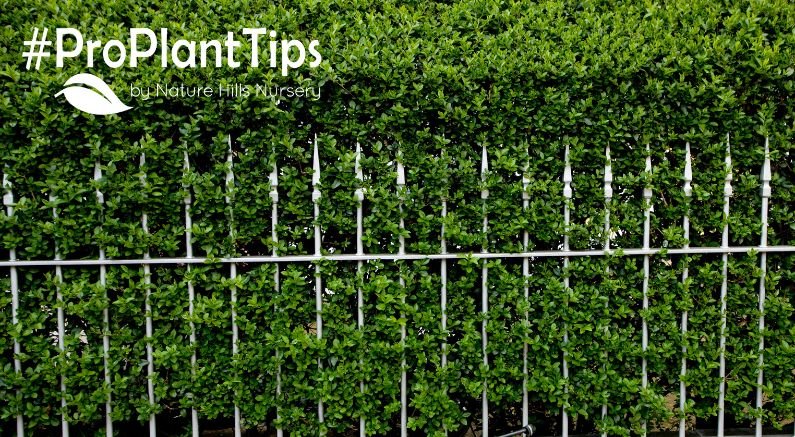 find the best privet shrubs at nature hills