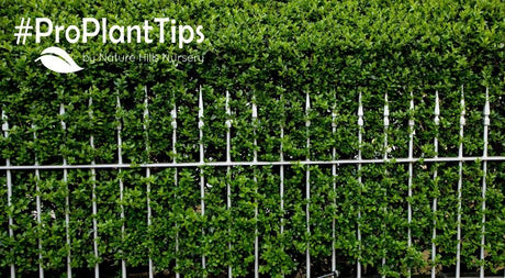 find the best privet shrubs at nature hills